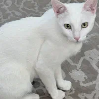 واگذاری گربه