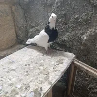 ماده|پرنده|سنندج, |دیوار