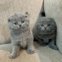 گربه اصیل|گربه|گرگان, |دیوار