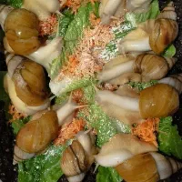 حلزون آلبینو مولد