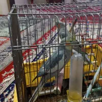 یه جفت عروس هلندی نرو ماده با قفس