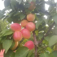 هرس تخصصی و آبیاری قطره ای کنترل با موبایل|خدمات باغبانی و درختکاری|تبریز, |دیوار