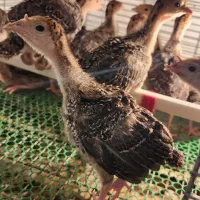 جوجه بوقلمون ۲۰ روزه برنز و بوربون