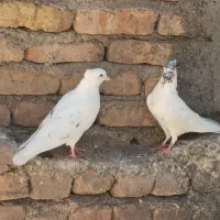 کبوتر