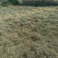 چمنزنی علفزنی با دستگاه|خدمات باغبانی و درختکاری|لاهیجان, بازکیاگوراب|دیوار