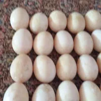 تصحیحات را بخوانید وجواب سوال خود را بگیرید