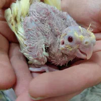 عروس هلندی ۲۰ روزه