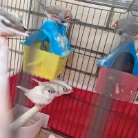 سه جفت فنچ مولد|پرنده|اصفهان, سپاهان‌شهر|دیوار