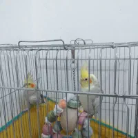 عروس هلندی|پرنده|دره شهر, |دیوار