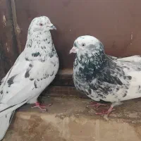 نروماده ترمه ی اصفهانی|پرنده|برخوار, |دیوار