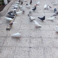 کبوتر  فروشی|پرنده|هشتگرد, هیو|دیوار