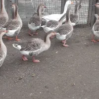 غازوبوقلمون|حیوانات مزرعه|لوندویل, |دیوار