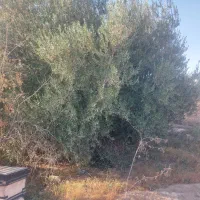 ۹۰۰ متر چهار دیواری با مجوز و وکالت از سند|فروش زمین و ملک کلنگی|ورامین, ورامین|دیوار