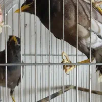 یک جفت جوجه مینا نر و ماده دونسته.