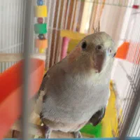 عروس هلندی دستی