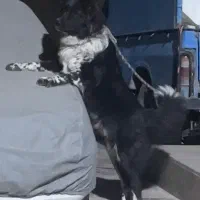 سگ قهدریجانی اصیل|سگ|فردوسیه, |دیوار