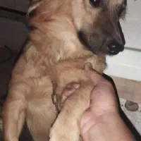 سگ پاکوتاه