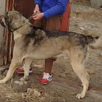 پژدره خالص|سگ|سلطانیه, |دیوار