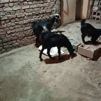 111|حیوانات مزرعه|سیستان, |دیوار