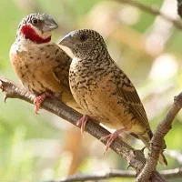 فروش یک جفت فنچ گلو بریده|پرنده|قوچان, |دیوار