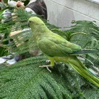 طوطی|پرنده|شیراز, شریفآباد|دیوار