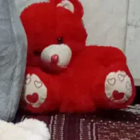 سگ پاکوتاه  شیتزو|سگ|سبزوار, نواب صفوی|دیوار