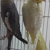 جوجه عروس هلندی بازیگوش|پرنده|دهلران, |دیوار