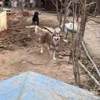 سگ نر ۱ ساله هاسکی میکس|سگ|آفتاب, |دیوار