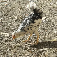 چهار عدد جوجه گلین پنگونی