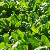 فروش اسفناج تازه|خوردنی و آشامیدنی|آق قلا, |دیوار