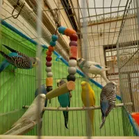 مرغ عشق  سالم و سرحال و آماده|پرنده|خرمدره, |دیوار