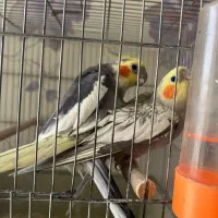 طوطی عروس سخنگو رام  آواز خوان باهوش|پرنده|تهران, صادقیه|دیوار