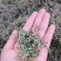 آویشن کوهی برگ سوزنی