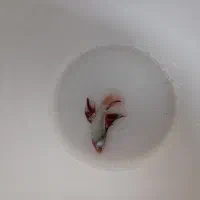 فایتر|ماهی|اسلام‌شهر, مطهری|دیوار