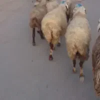 1۸راس میش داشتی