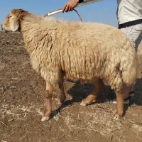 قوچ|حیوانات مزرعه|گرمی, |دیوار