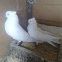 کبوترسفیدچشم سفید