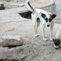 این ماده سگ گمشده