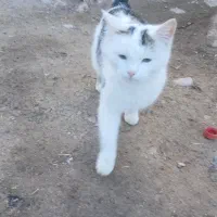 گربه خانگی برفی