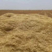 کاه جو دیمی