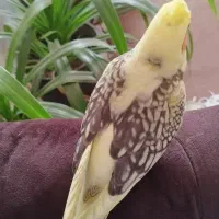عروس هلندی دوکت کاملا دستی نر