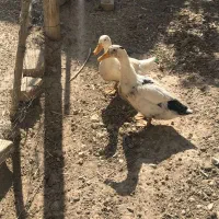 اردک