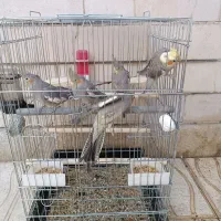 فروش ۵ عدد عروس هلندی مولد|پرنده|شهرکرد, |دیوار