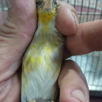 جوجه سهره قناری تازه صاف