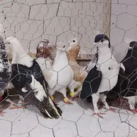 ۴۰عددرنگه بیشترنر