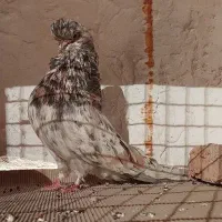 کبوتر نوک قنار