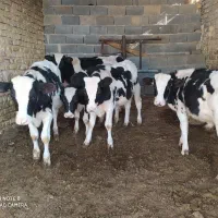5راس گوساله نر صنعتی|حیوانات مزرعه|مرودشت, ثبت احوال|دیوار