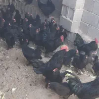 تخم نطفه دار مرندی|حیوانات مزرعه|نجف‌آباد, قلعه سفید|دیوار