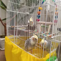 فروش عروس هلندی