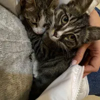 نگهداری از گربه